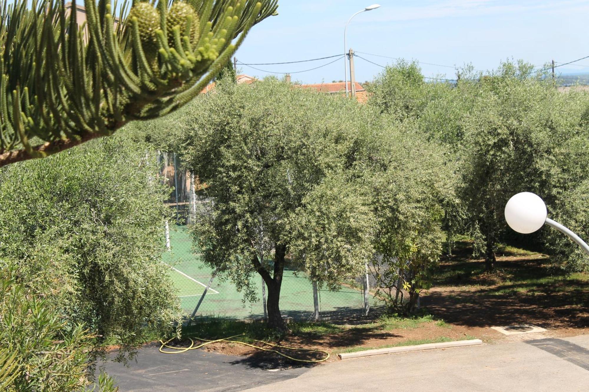 Résidence Le Clos des Oliviers Sorbo-Ocagnano Quarto foto