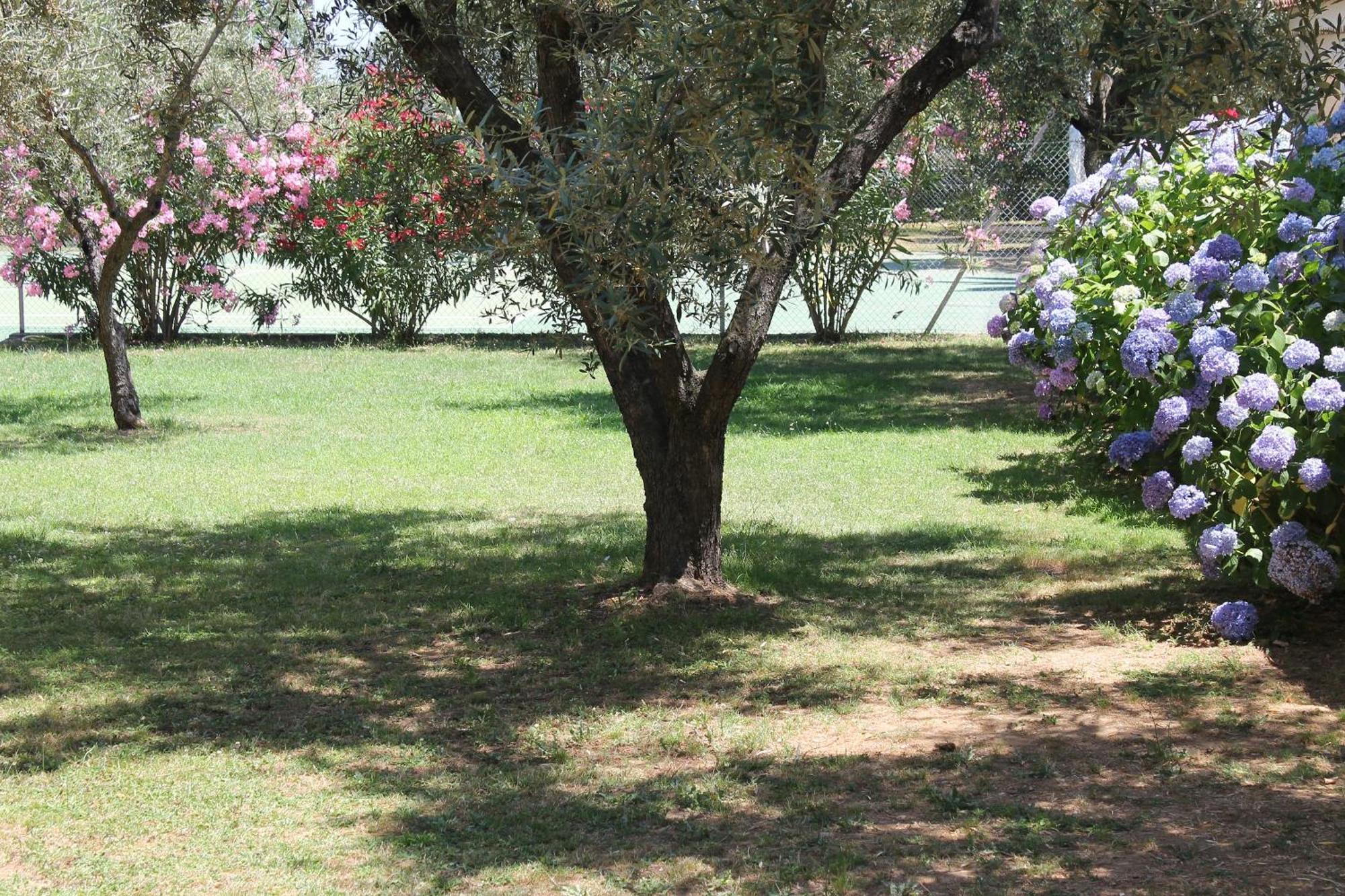 Résidence Le Clos des Oliviers Sorbo-Ocagnano Exterior foto